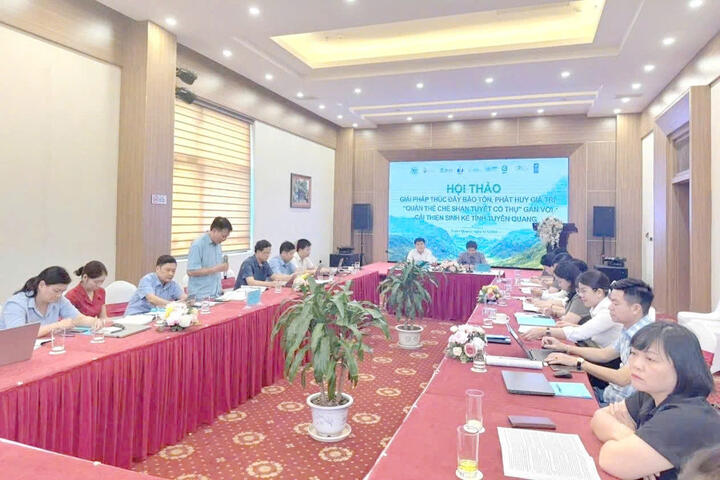 Tuyên Quang: Thúc đẩy bảo tồn, phát huy giá trị chè Shan tuyết cổ thụ gắn với vai trò đồng hành của doanh nghiệp